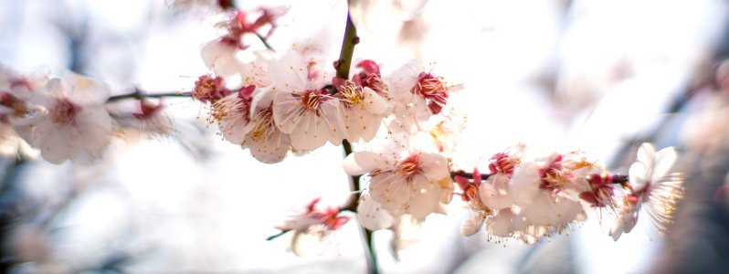Early spring flowers