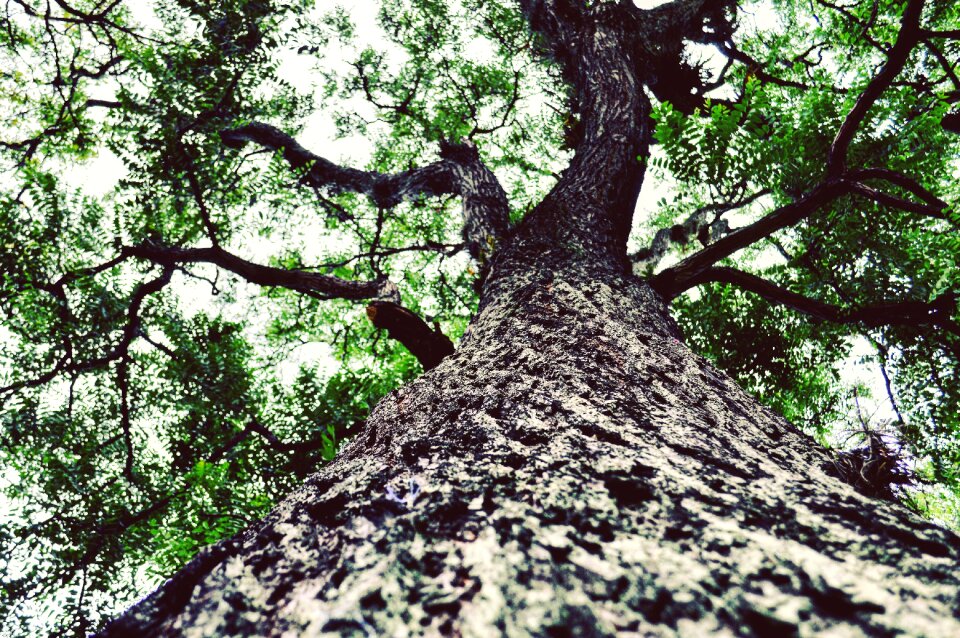 Forest leafs tree