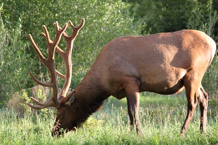 Elk nature colorado