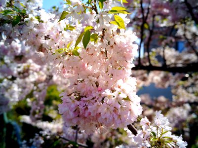 Mizonokuchi, 10th Apr photo