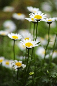 Spring nature green photo