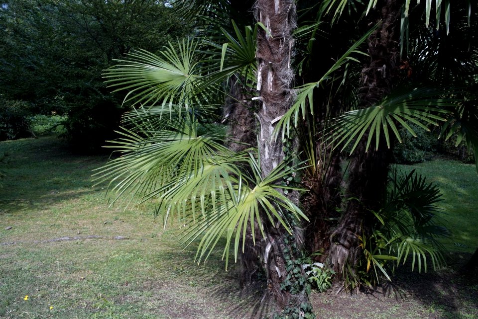 Verbania-Villa Taranto garden