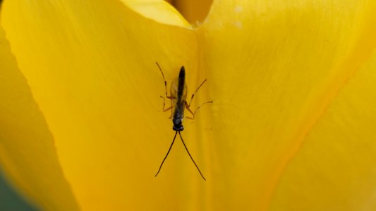 Schlupfwespe (Ichneumonidae) an Tulpe