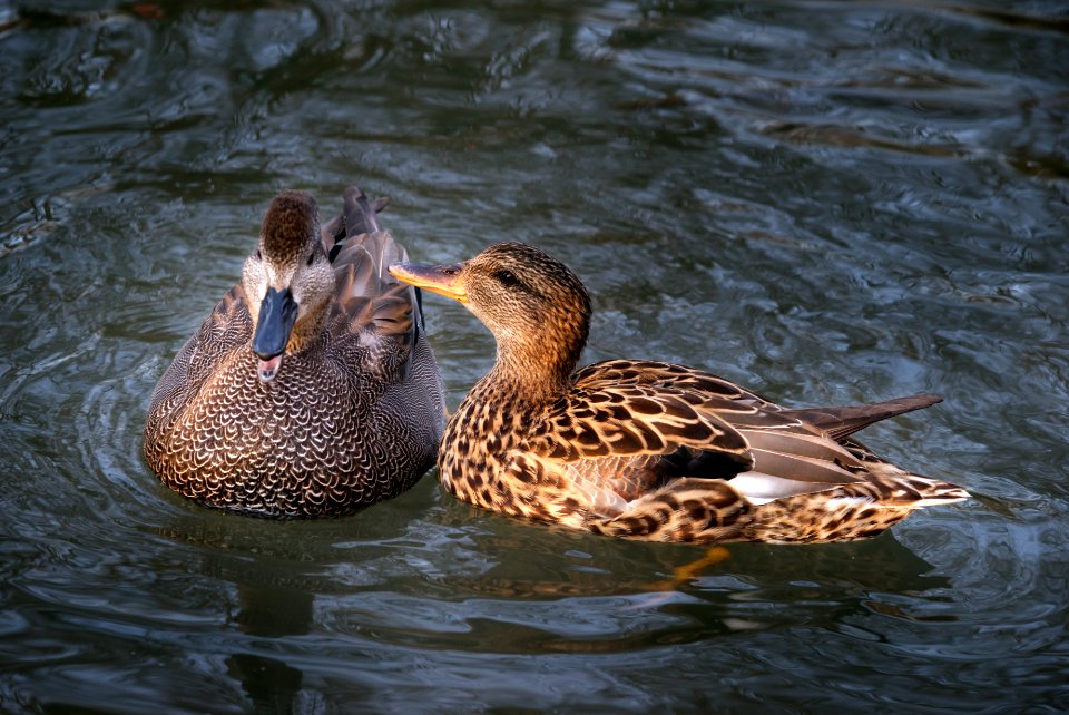 Ducks.