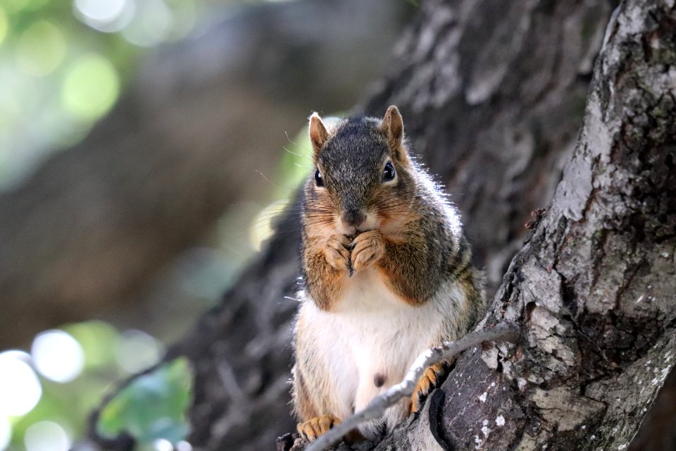 Berkeley Squirrel