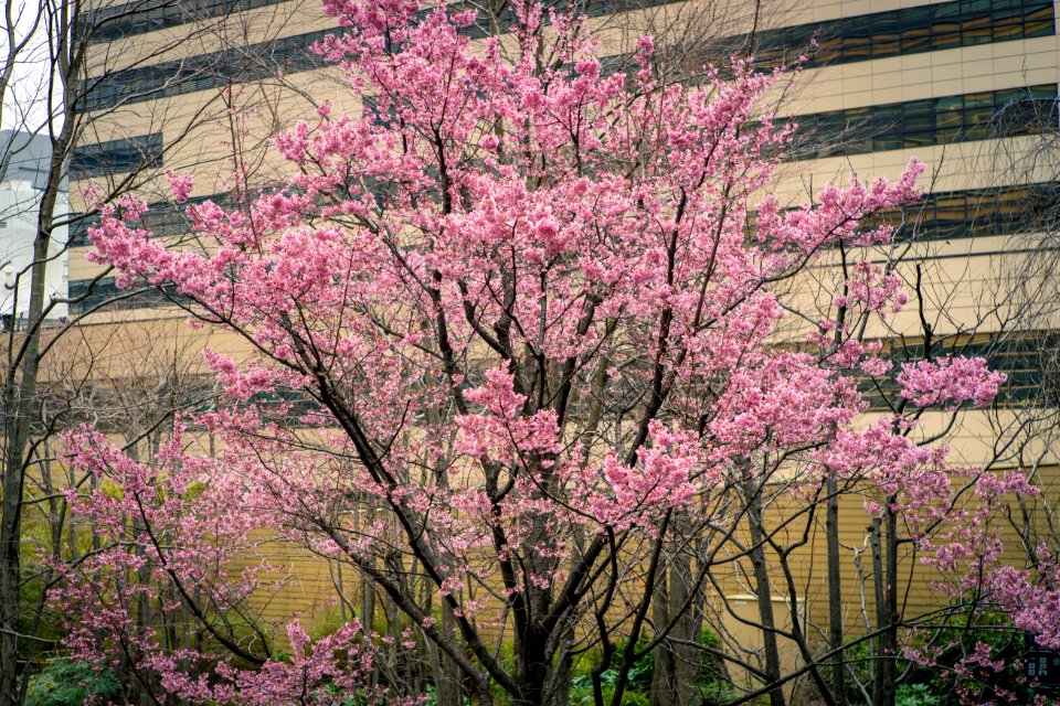 Akasaka Tokyo, 26th Feb