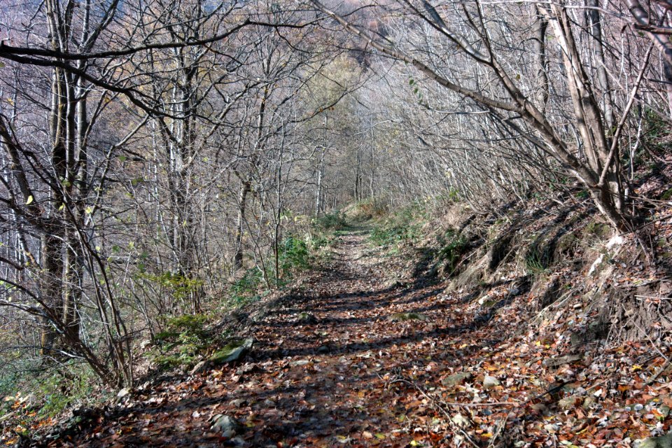 Sangonetto Valley. Best viewed large.