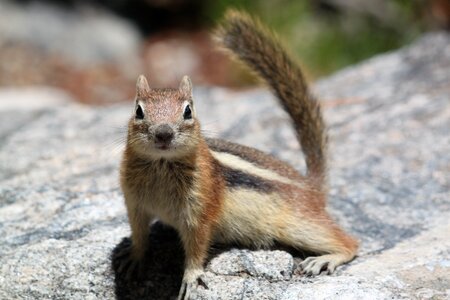 Squirrel nature colorado