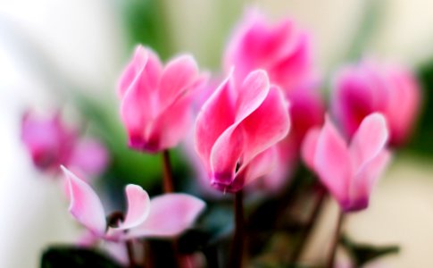 Cyclamen