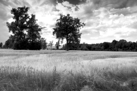 Wheat field. Best viewed large. photo