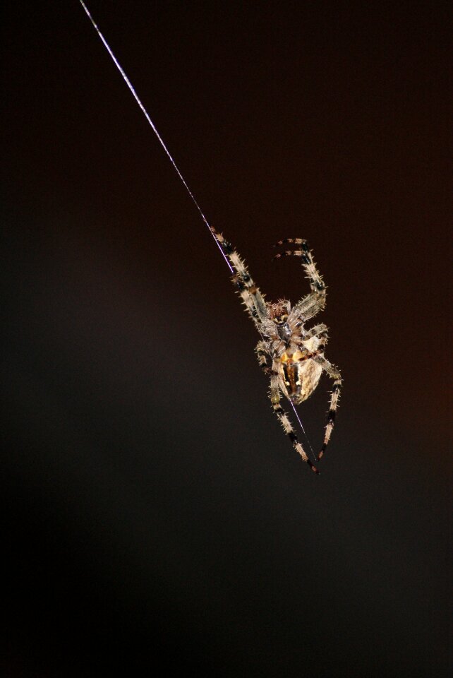 Cobweb dance nature