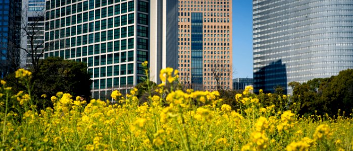Hamarikyu Gardens, Tokyo, 6th Mar