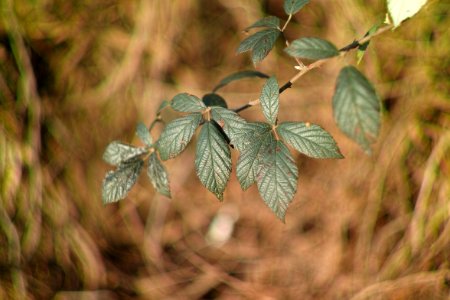 Full resolution! Biotar close-up photo