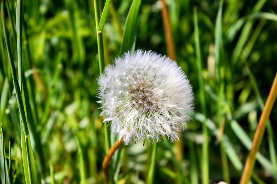 Pusteblume