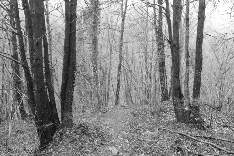 Foveon forest. Full resolution.