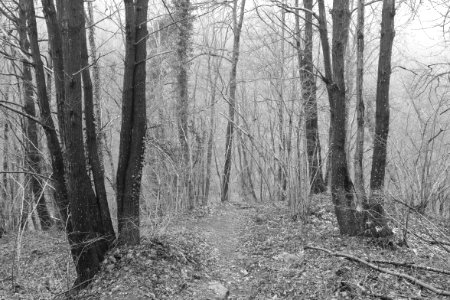 Foveon forest. Full resolution.