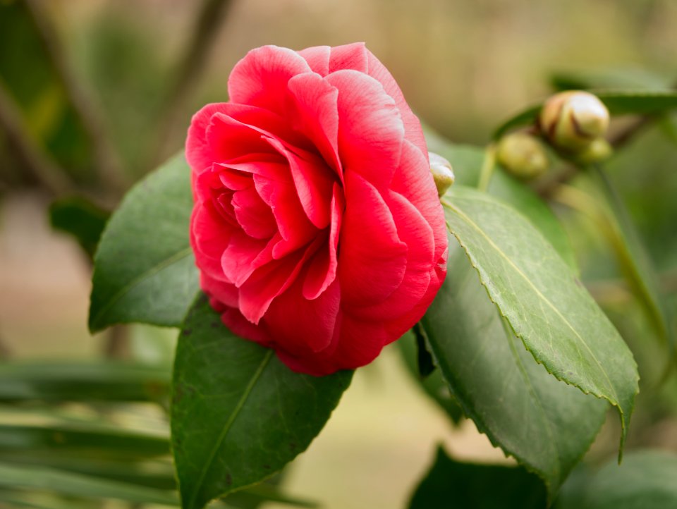 Camelia japonica.