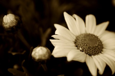 Sepia daisy. photo