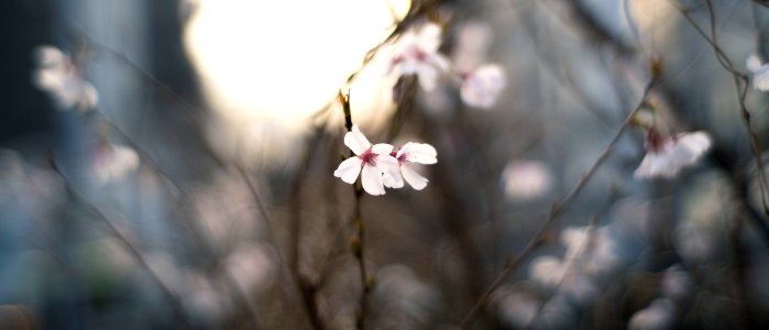 Cherry Blossoms 2020