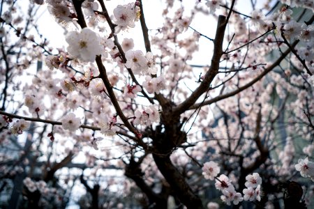 Plum Blossoms