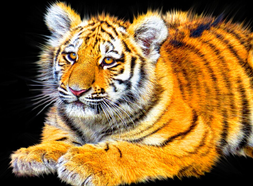 Mammal predator wildlife