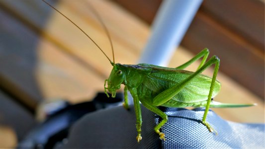 mr. green