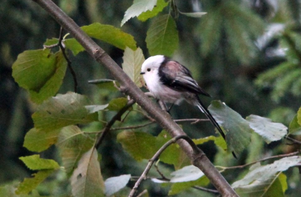 long-tailed tit, Aegithalos caudatus