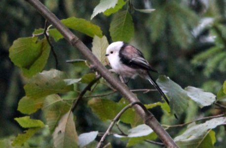 long-tailed tit, Aegithalos caudatus
