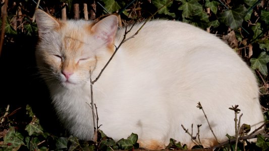 In der Sonne dösen macht glücklich!  - Sammy