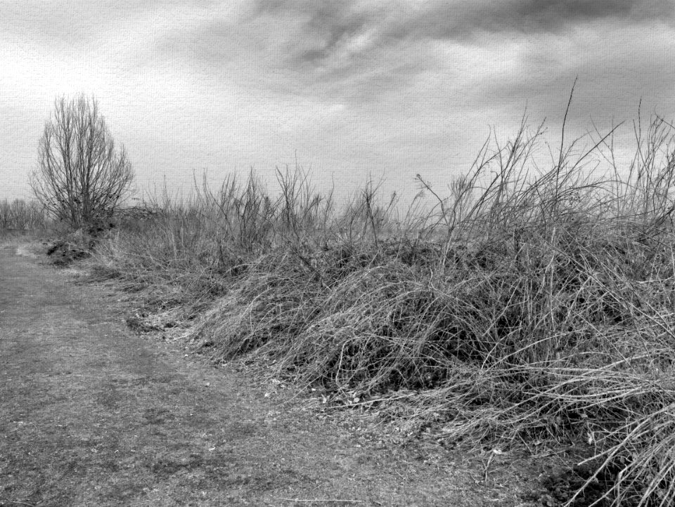 Field scene