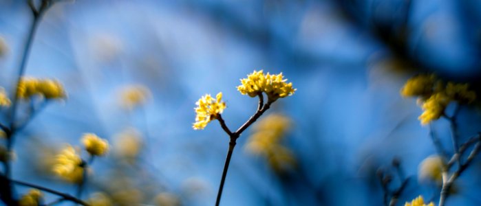 Hamarikyu Gardens, Tokyo, 6th Mar
