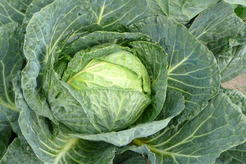 Cabbage green cabbage vegetable