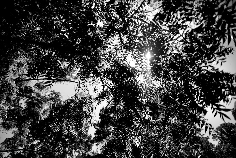 In the park. Much better viewed large.