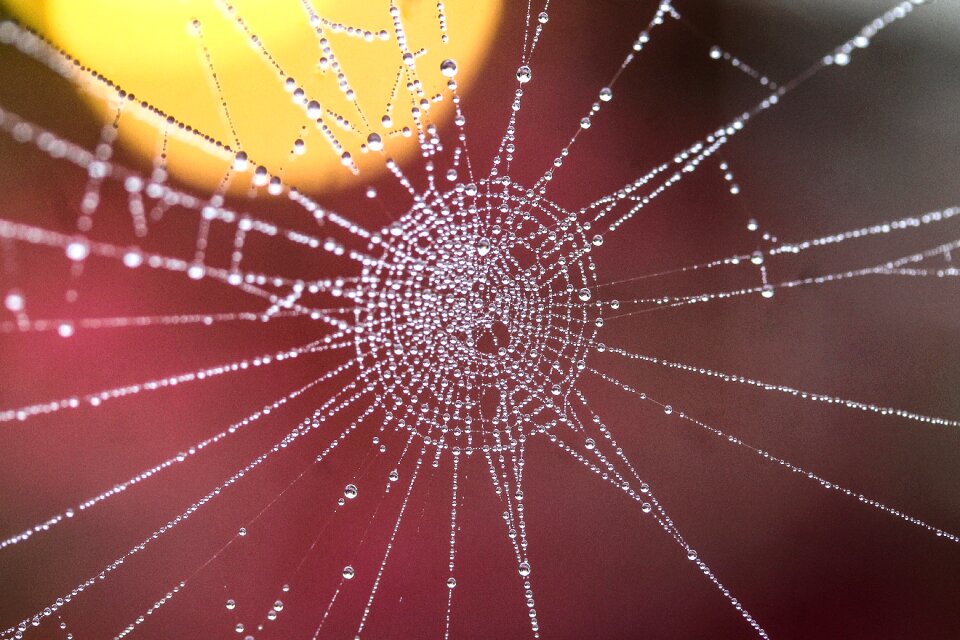 Beadwork macro nature
