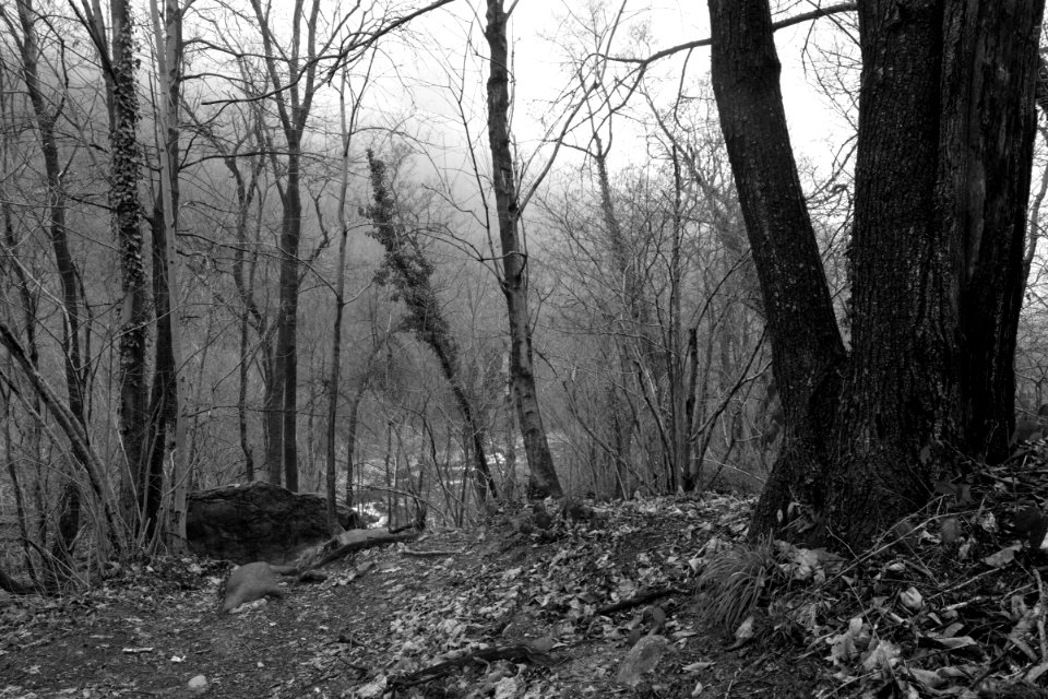 Forest edge. Better viewed large.