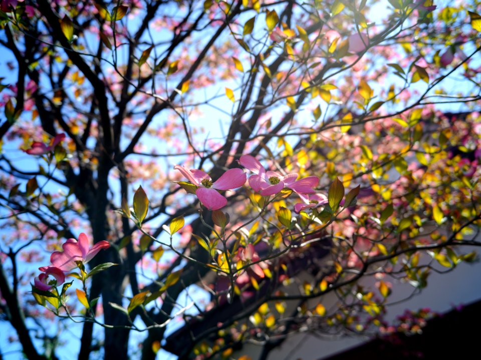 Mizonokuchi, 10th Apr