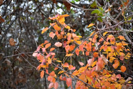 Leaves photo