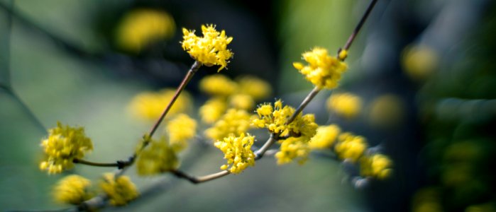 Hamarikyu Gardens, Tokyo, 6th Mar