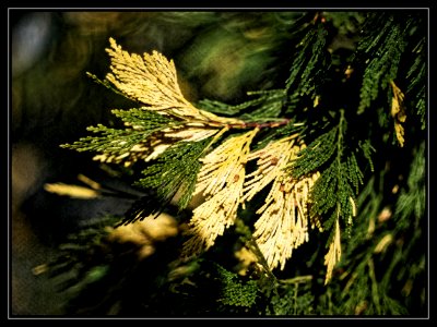 Leaves scene
