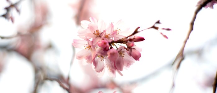 Cherry Blossoms 2020