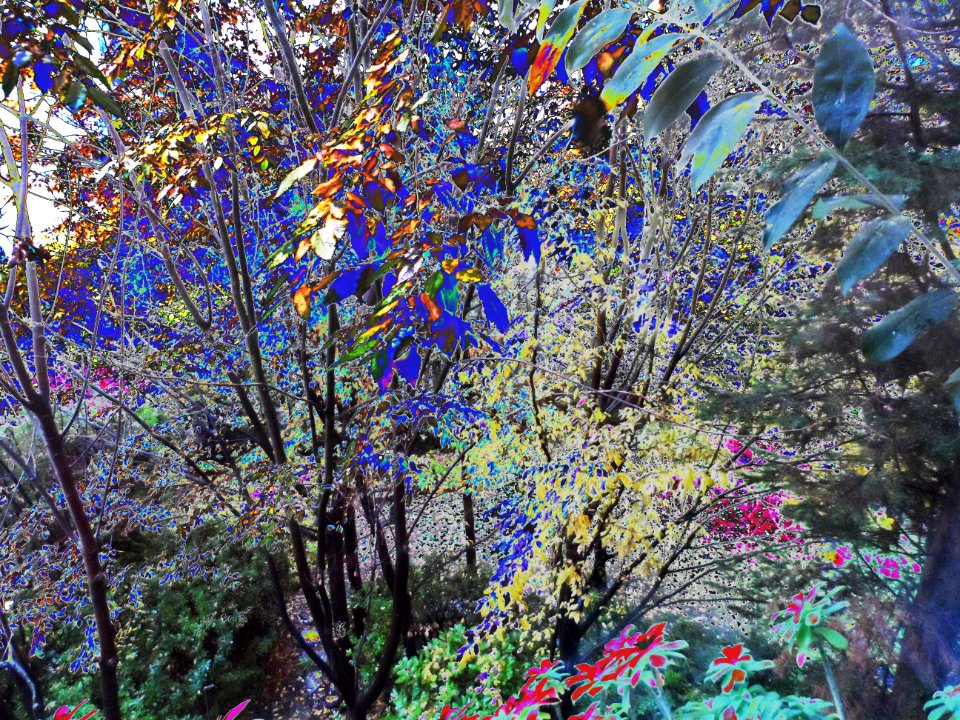 Otoño de colorines