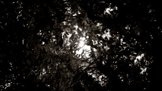 Sunlight Through Leaves (wallpaper)