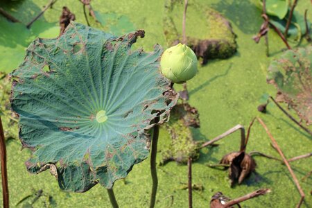 Aquatic plant leaves water lily photo