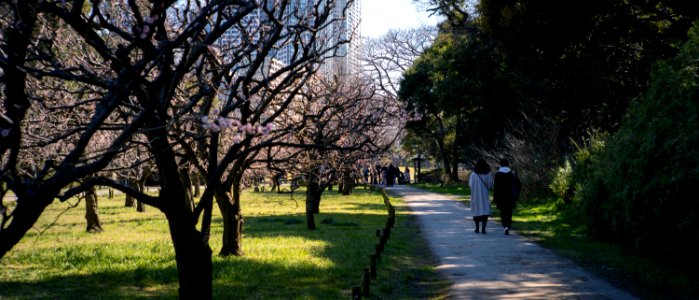 Hamarikyu Gardens, Tokyo, 6th Mar