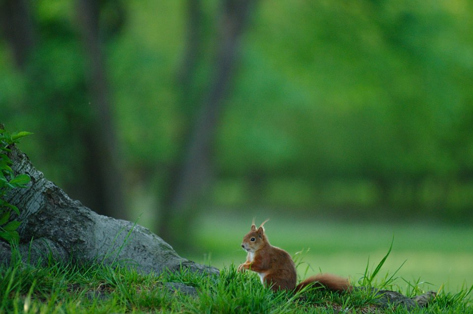 Squirrel