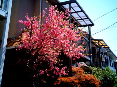 Mizonokuchi, 10th Apr