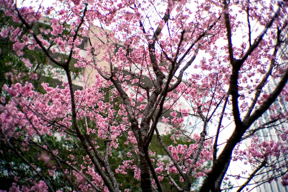 Akasaka Tokyo, 26th Feb