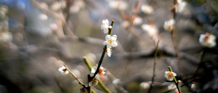 Hamarikyu Gardens, Tokyo, 6th Mar