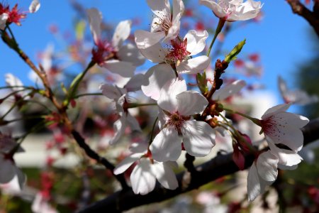 UC Berkeley Cherry Blossoms