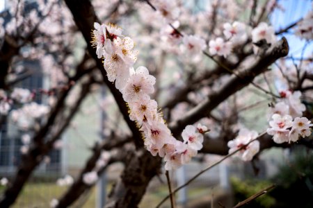 Plum Blossoms